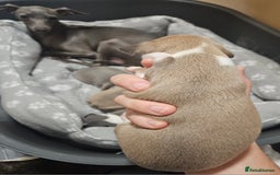 Italian Greyhound dogs for sale: Italian Greyhound Puppies - Kennel Club Registered - Image 9