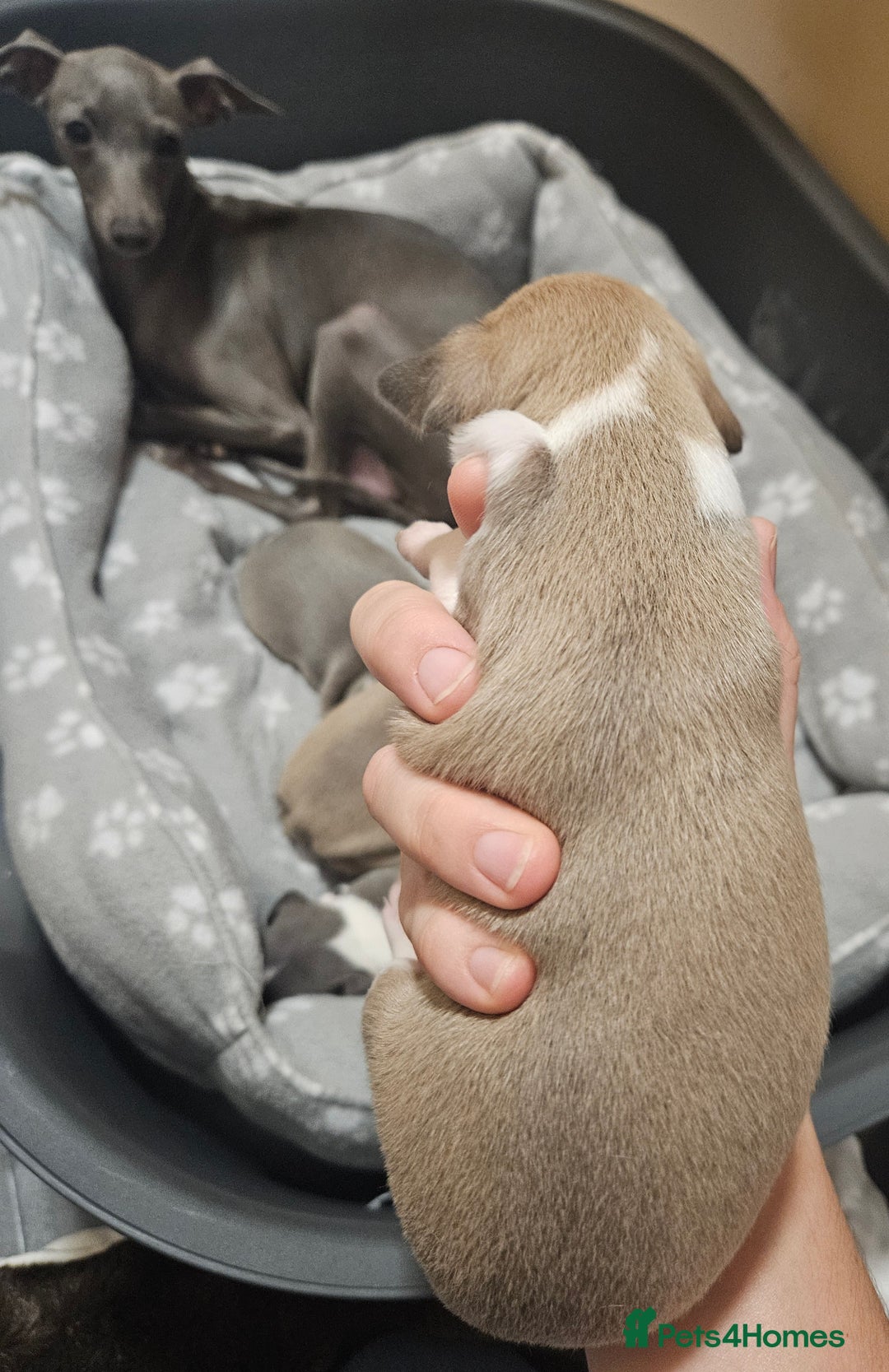 Italian Greyhound dogs for sale: Italian Greyhound Puppies - Kennel Club Registered - Image 9