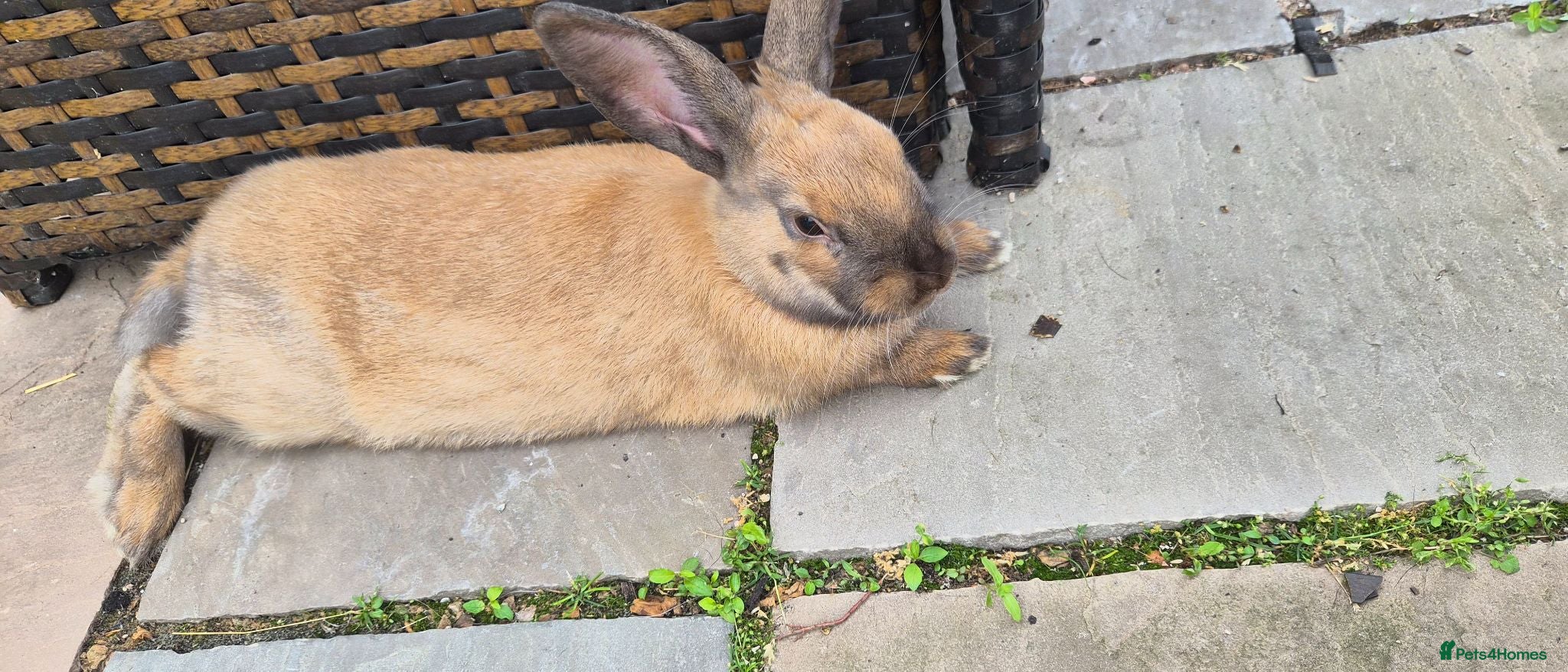 Mixed Breed rabbits 7 month bun for loving home  - Advert 2