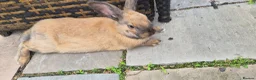 Mixed Breed rabbits for sale: 7 month bun for loving home  - Advert 1