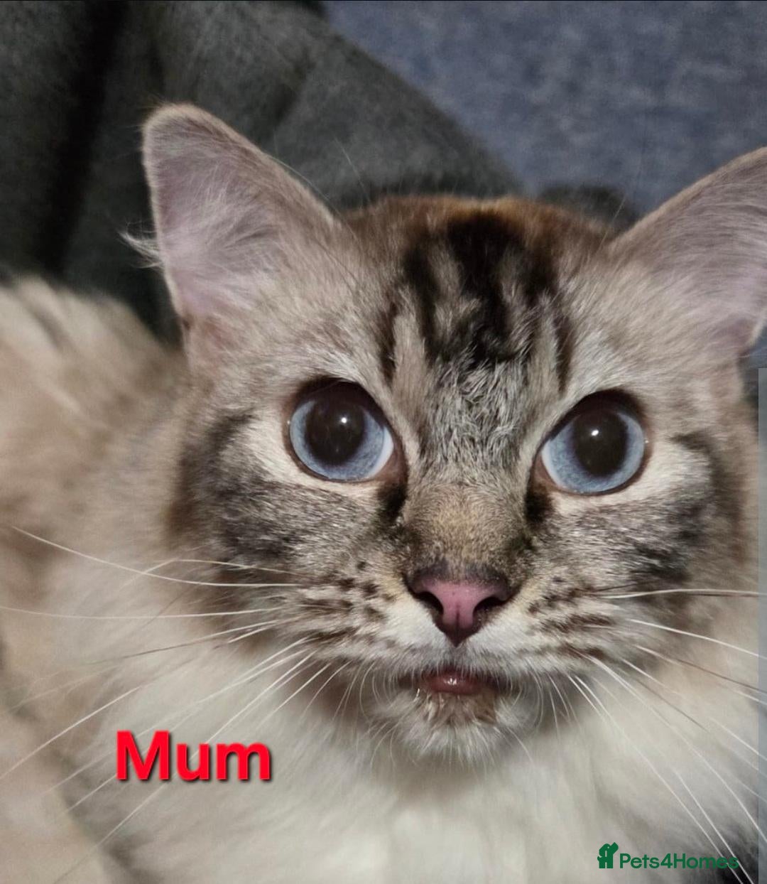 Ragdoll cats 2 adorable female kittens - Advert 3
