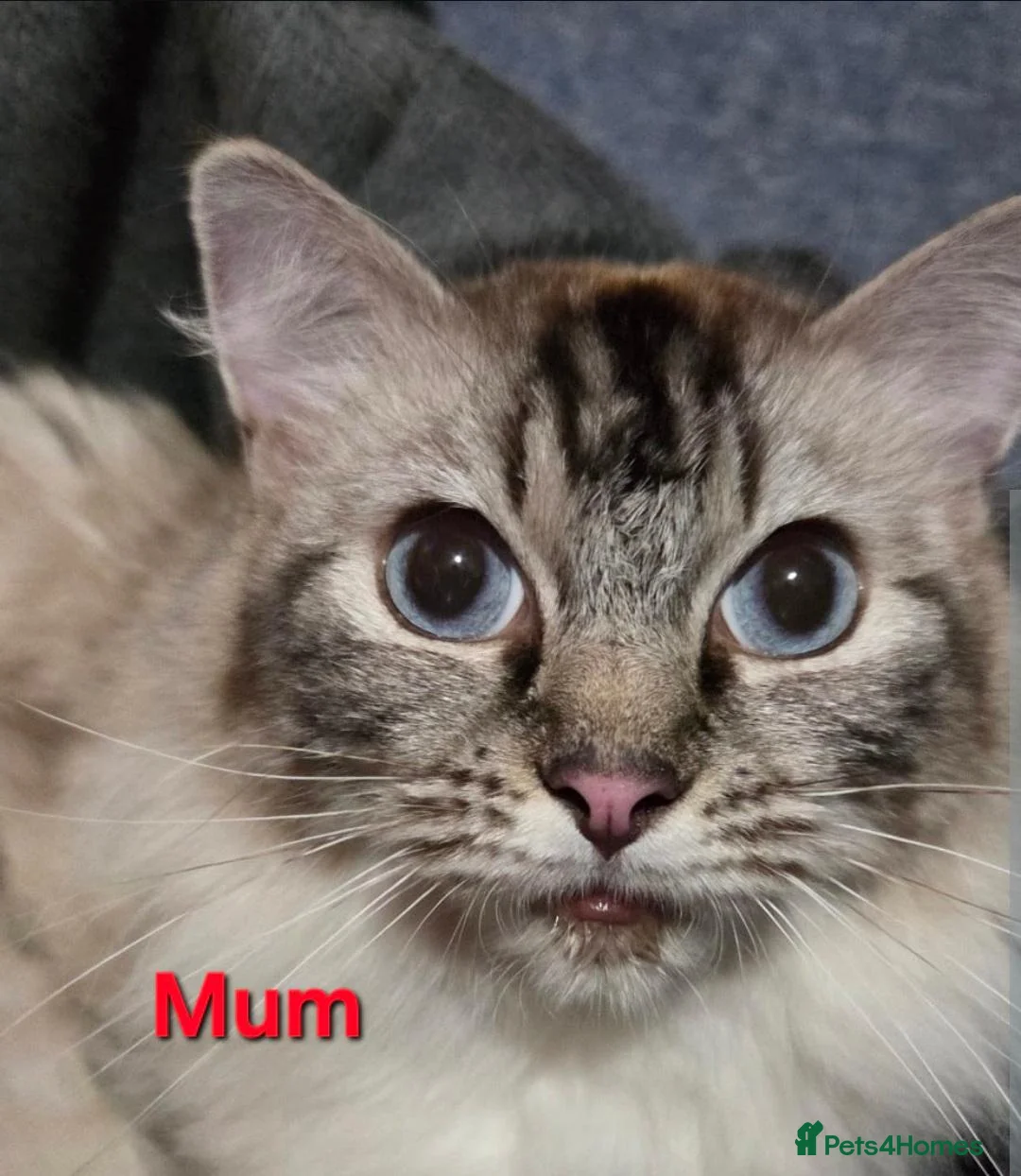 Ragdoll cats for sale: 2 adorable female kittens in Bonnyrigg - Advert 1
