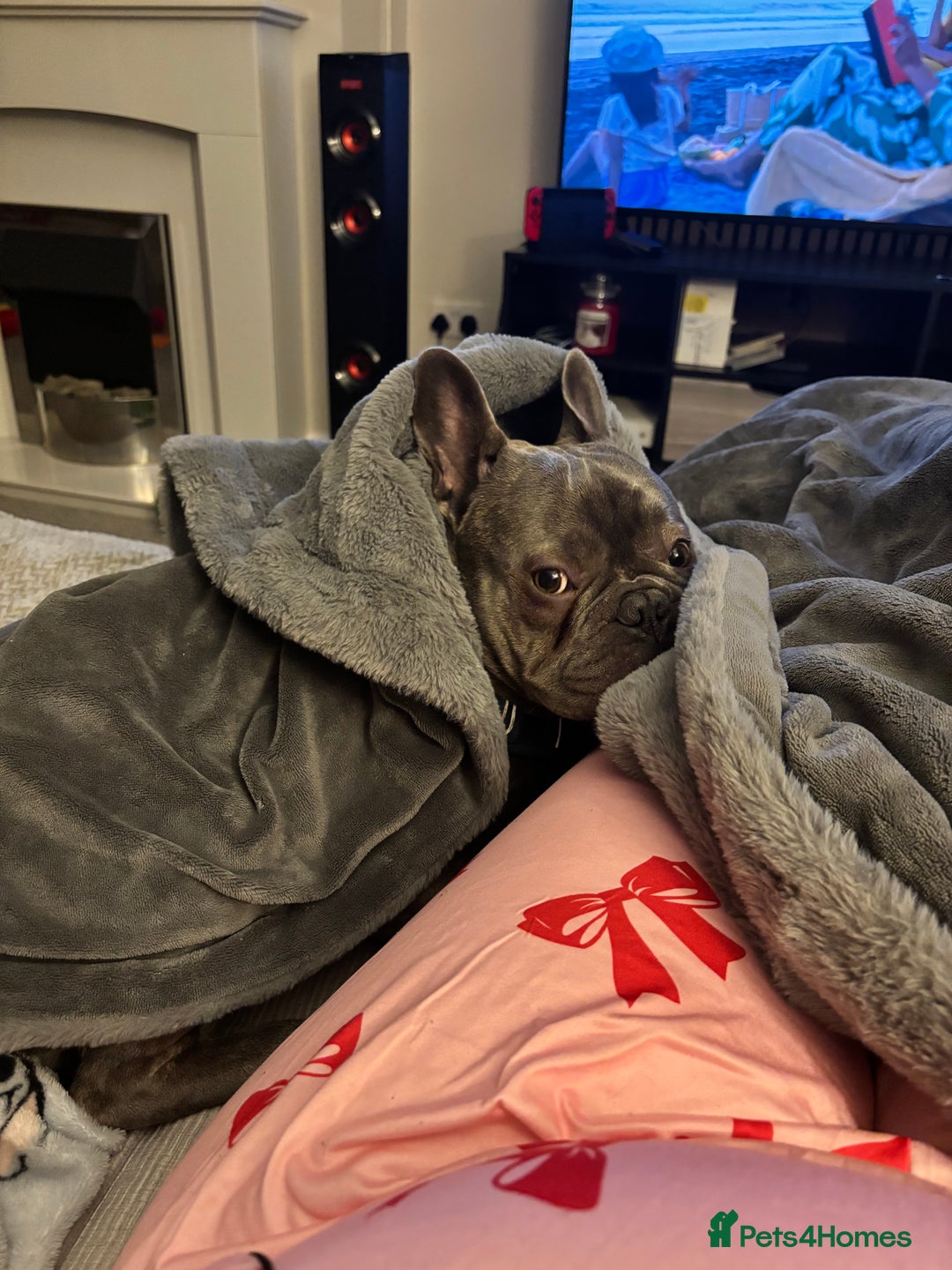 French Bulldog dogs for sale: 9 Month Old French Bulldog for Sale  - Advert 3