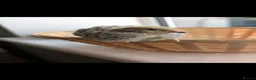 Quail poultry for sale: Coturnix Quail Chicks - Off Heat  - Advert 2