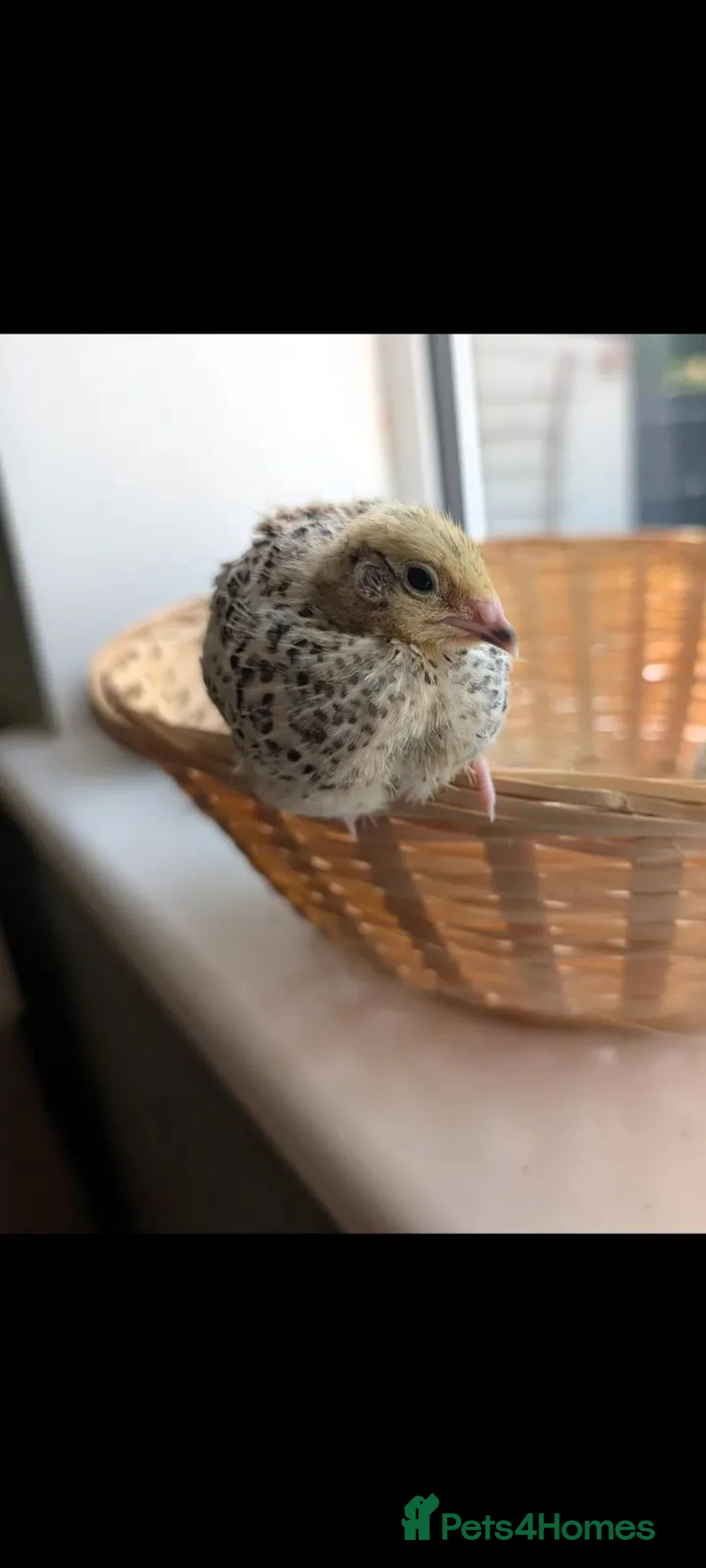 Quail poultry for sale: Coturnix Quail Chicks - Off Heat  - Advert 2