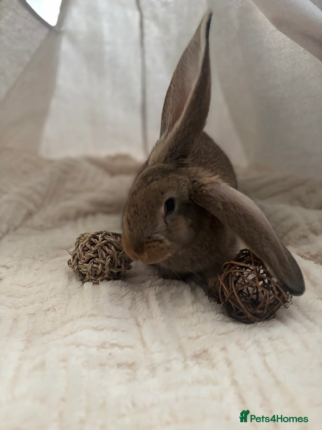 Continental Giant rabbits for sale: Míro The Continental Giant Rabbit - Advert 18