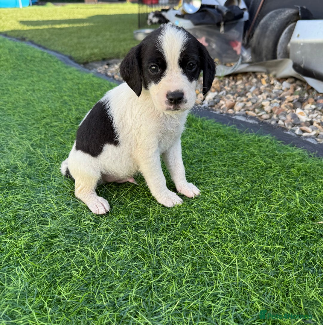 Mixed Breed dogs for sale: 7 stunning cockerjack puppies  - Image 8