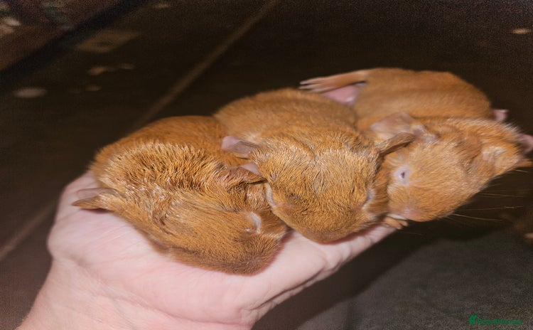 Guinea Pig rodents in Blackpool - Advert 2