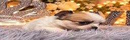 Chihuahua dogs for sale: Exclusive KC reg long coat Chihuahua boys  - Advert 31