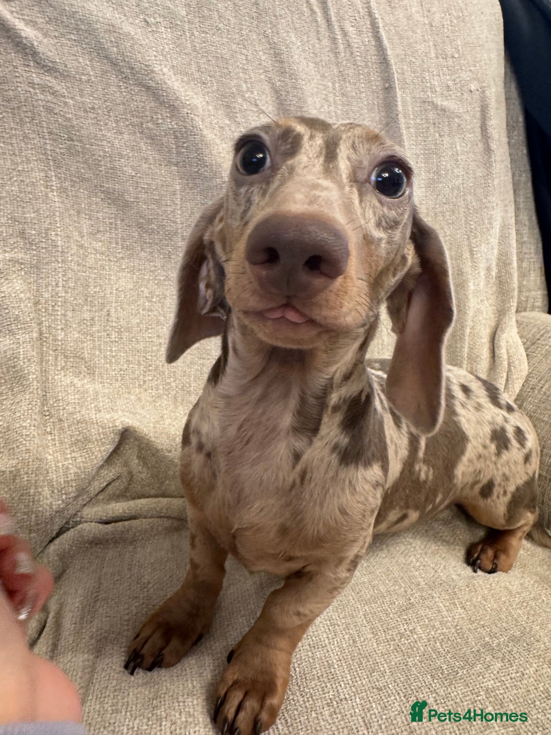 Miniature Dachshund dogs for sale: Miniature dachshunds  - Advert 2