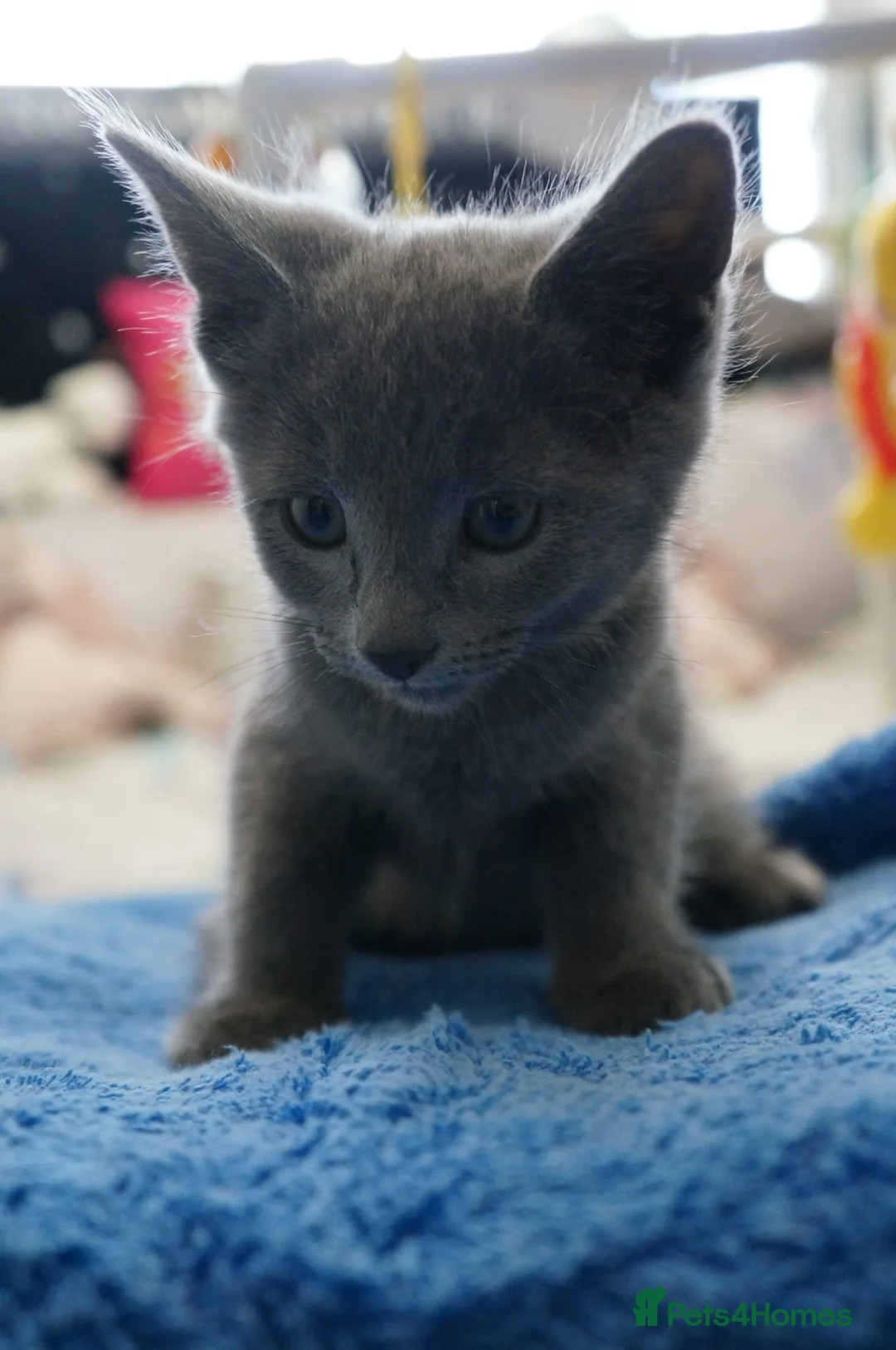 Russian Blue cats for sale: Gorgeous GCCF Russian Blue kittens - Advert 14