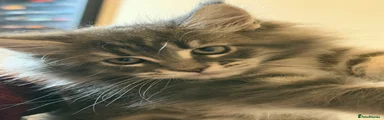 Maine Coon 2