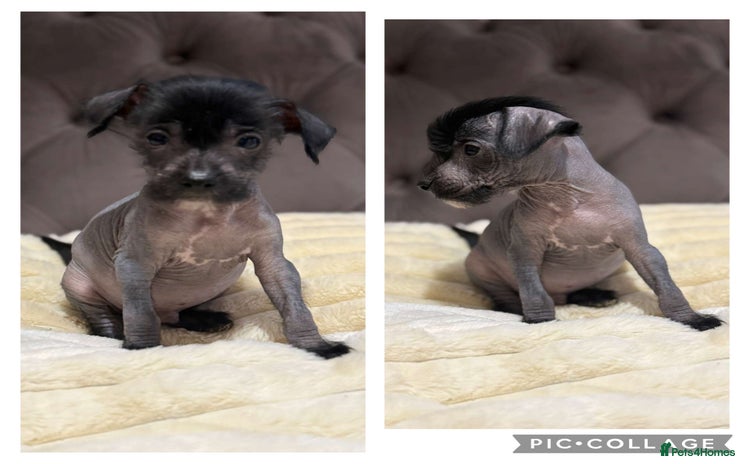 Chinese Crested dogs - Advert 1