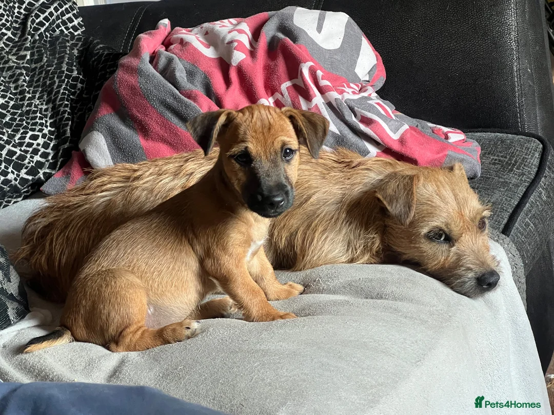 Jack Russell dogs for sale: Docked Jack Russle pups ready to leave now  - Advert 1