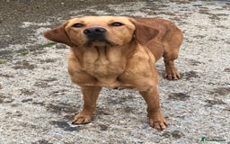 Labrador Retriever dogs for sale: Foxred Labrador - Image 3