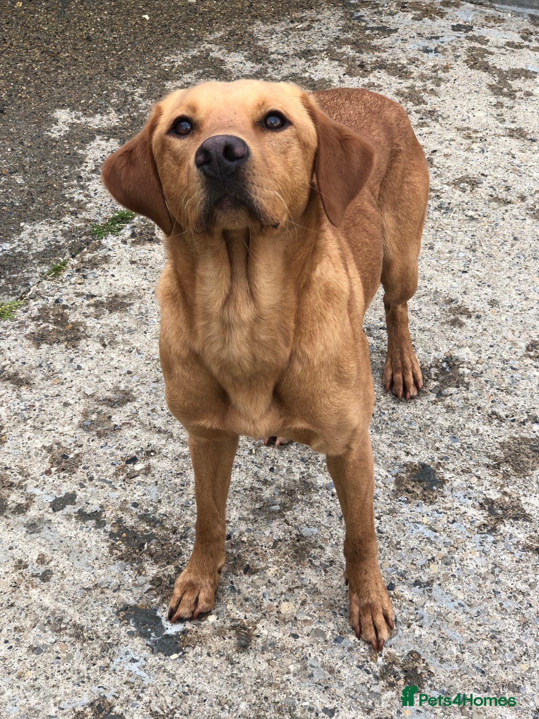Labrador Retriever dogs for sale: Foxred Labrador - Image 3