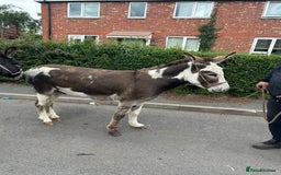 Donkey livestock for sale: 5 year old gelding donkeys  - Image 3