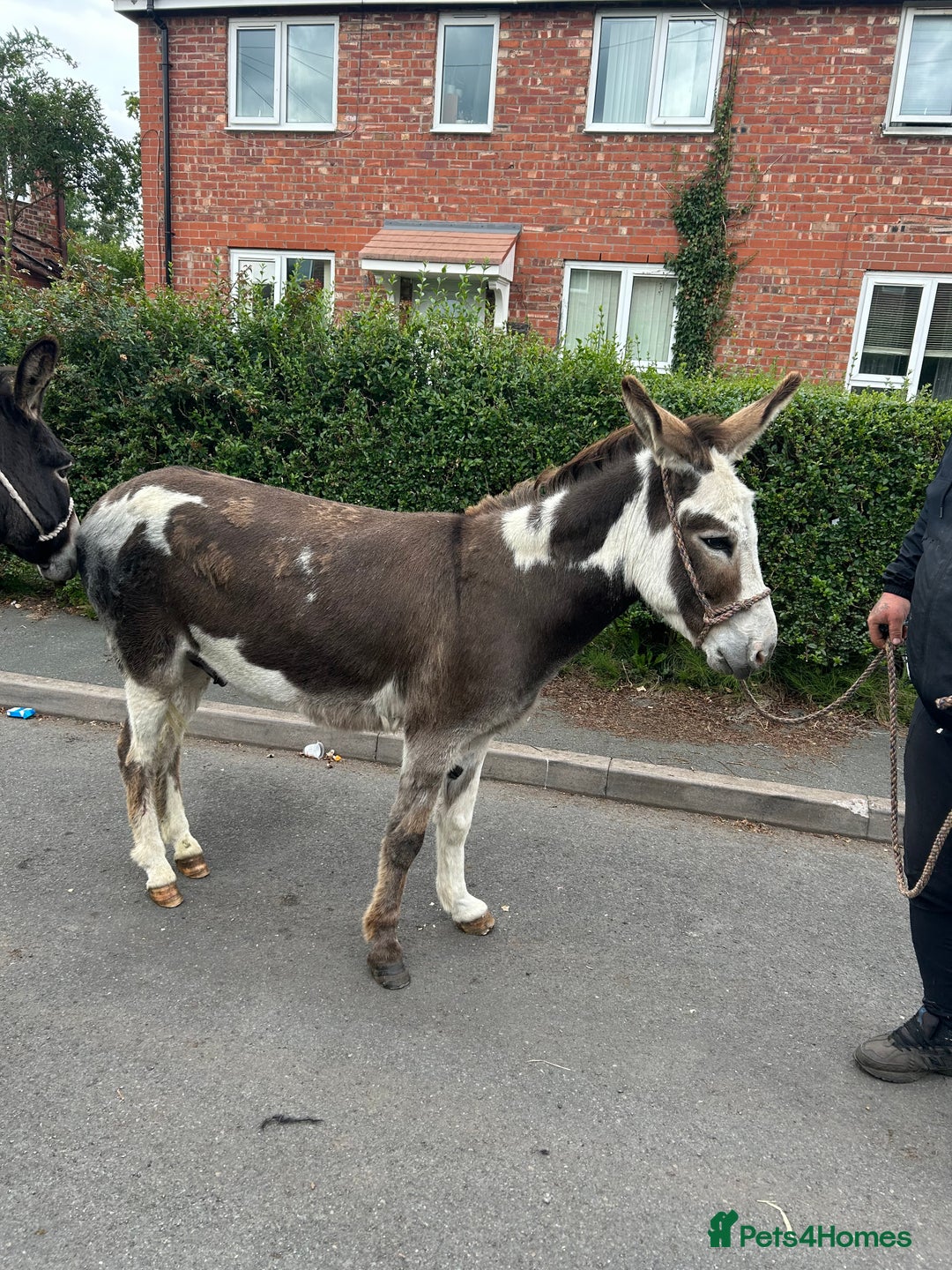 Donkey livestock for sale: 5 year old gelding donkeys  - Image 3
