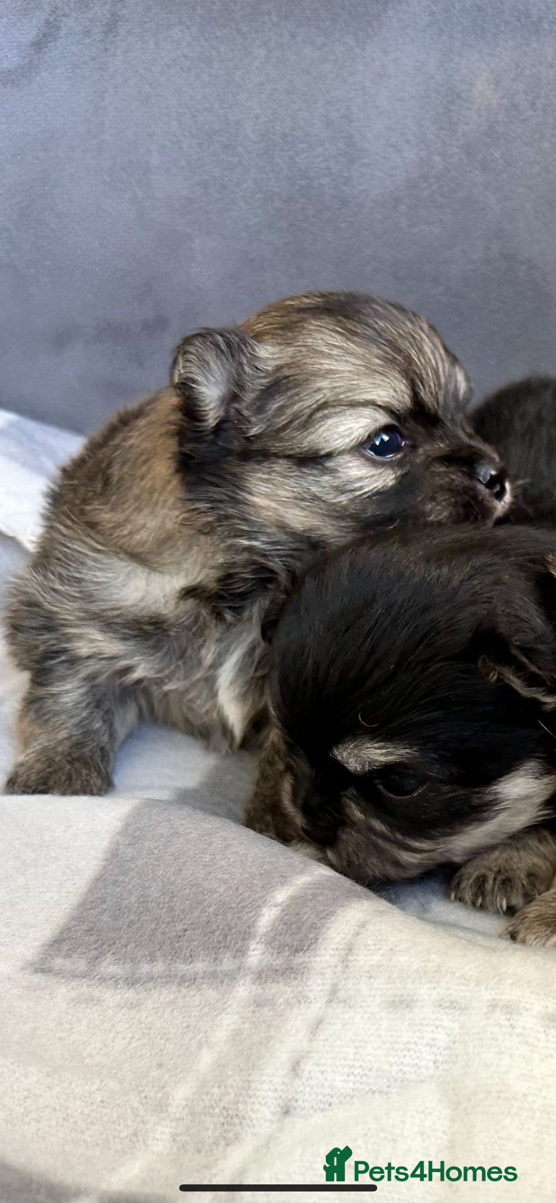 Pomchi dogs for sale: Pomchi puppies - Advert 11