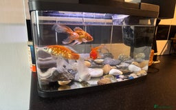 Goldfish fish for sale: Beautiful and healthy goldfish  - Image 1