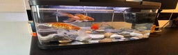 Goldfish fish for sale: Beautiful and healthy goldfish  - Advert 1
