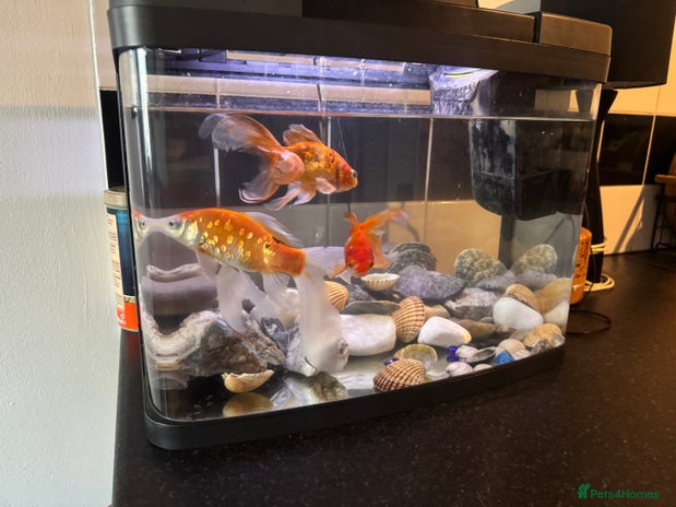 Goldfish fish - Advert 1