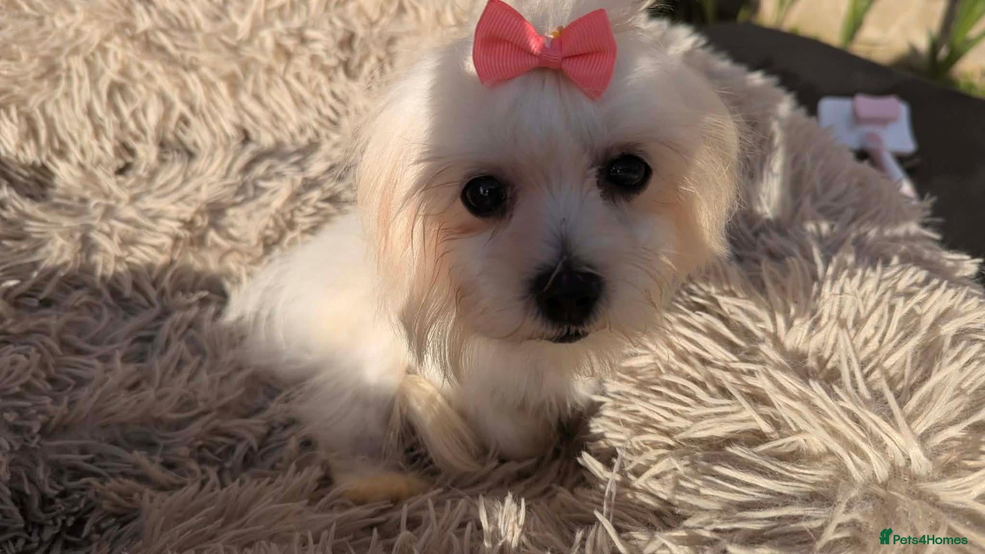 Maltipoo dogs Olivia M - Advert 1