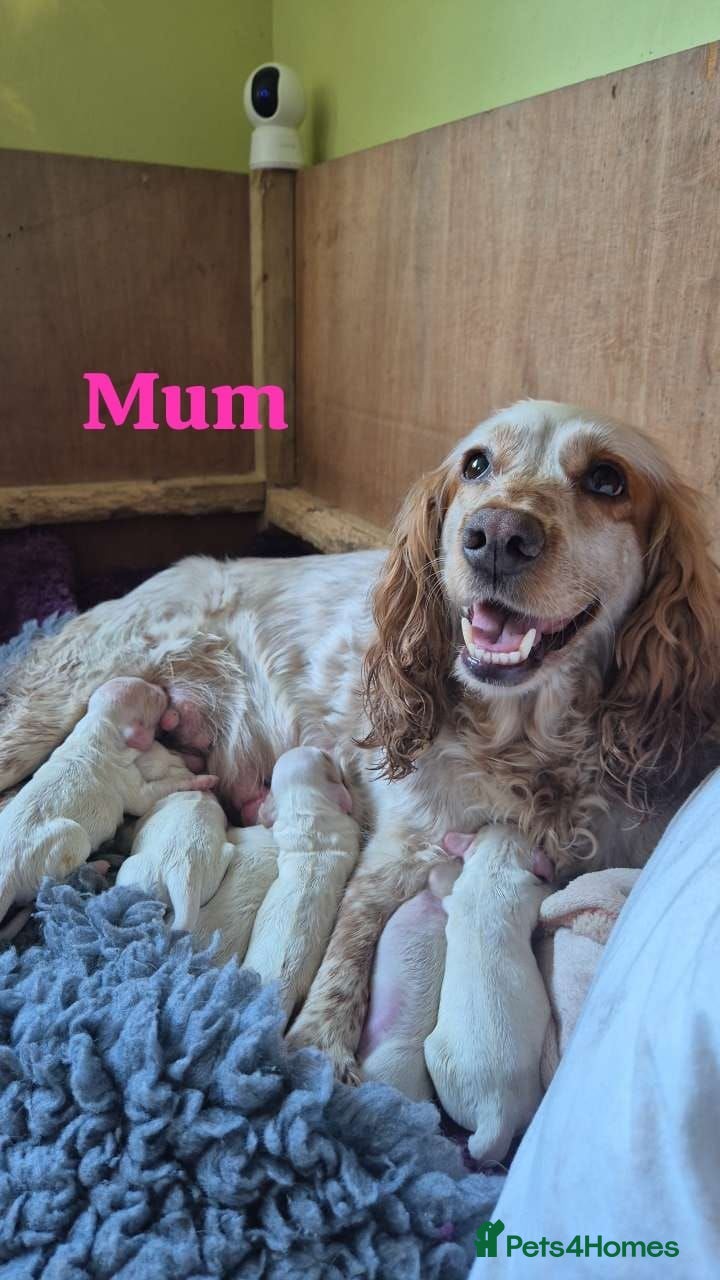 Cocker Spaniel dogs Lemon roan cocker spaniel - Advert 2
