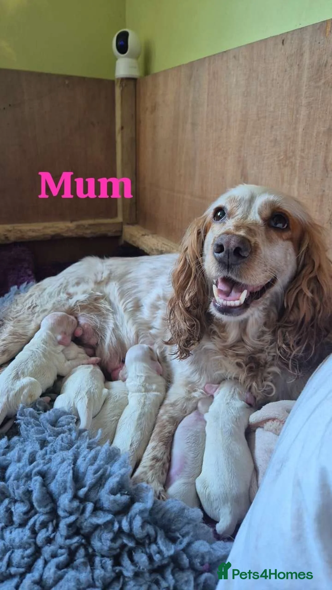 Cocker Spaniel dogs for sale: Lemon roan cocker spaniel in Bromyard - Advert 1