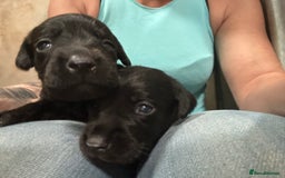 Labrador Retriever dogs for sale: Kc reg .Black:yellow/golden Labpups. Ready 21 Aug - Image 2
