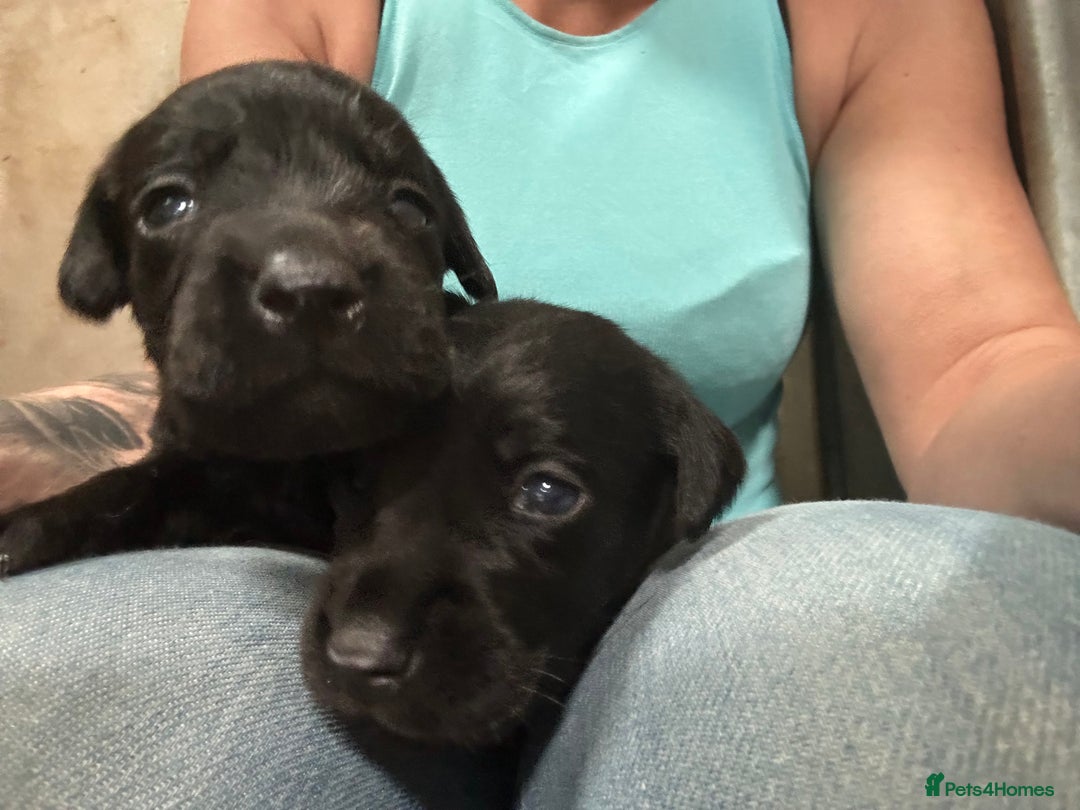 Labrador Retriever dogs for sale: Kc reg .Black:yellow/golden Labpups. Ready 21 Aug - Image 2