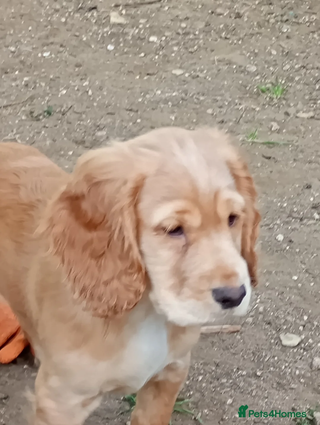 Cocker Spaniel dogs for sale: Stunning working Cocker Spaniel puppies for sale  - Advert 2