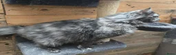 Maine Coon cats for sale: 3yr old Ex Queen full Maine Coon - Advert 11