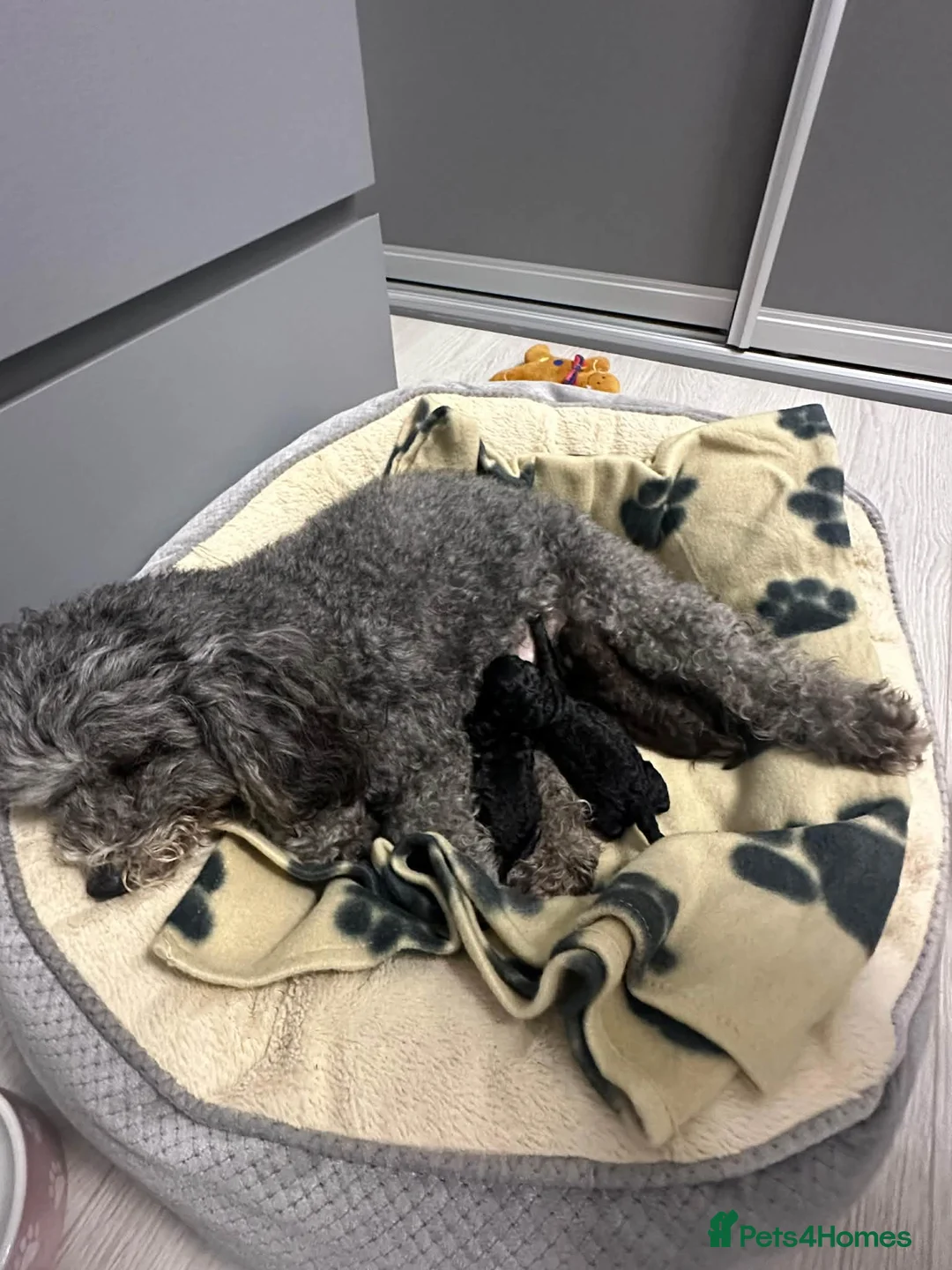 Toy Poodle dogs for sale: Toy poodles looking for a loving forever home - Advert 1