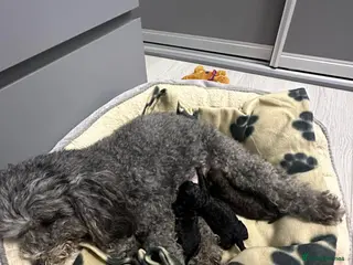 Toy Poodle dogs Toy poodles looking for a loving forever home - Advert 1