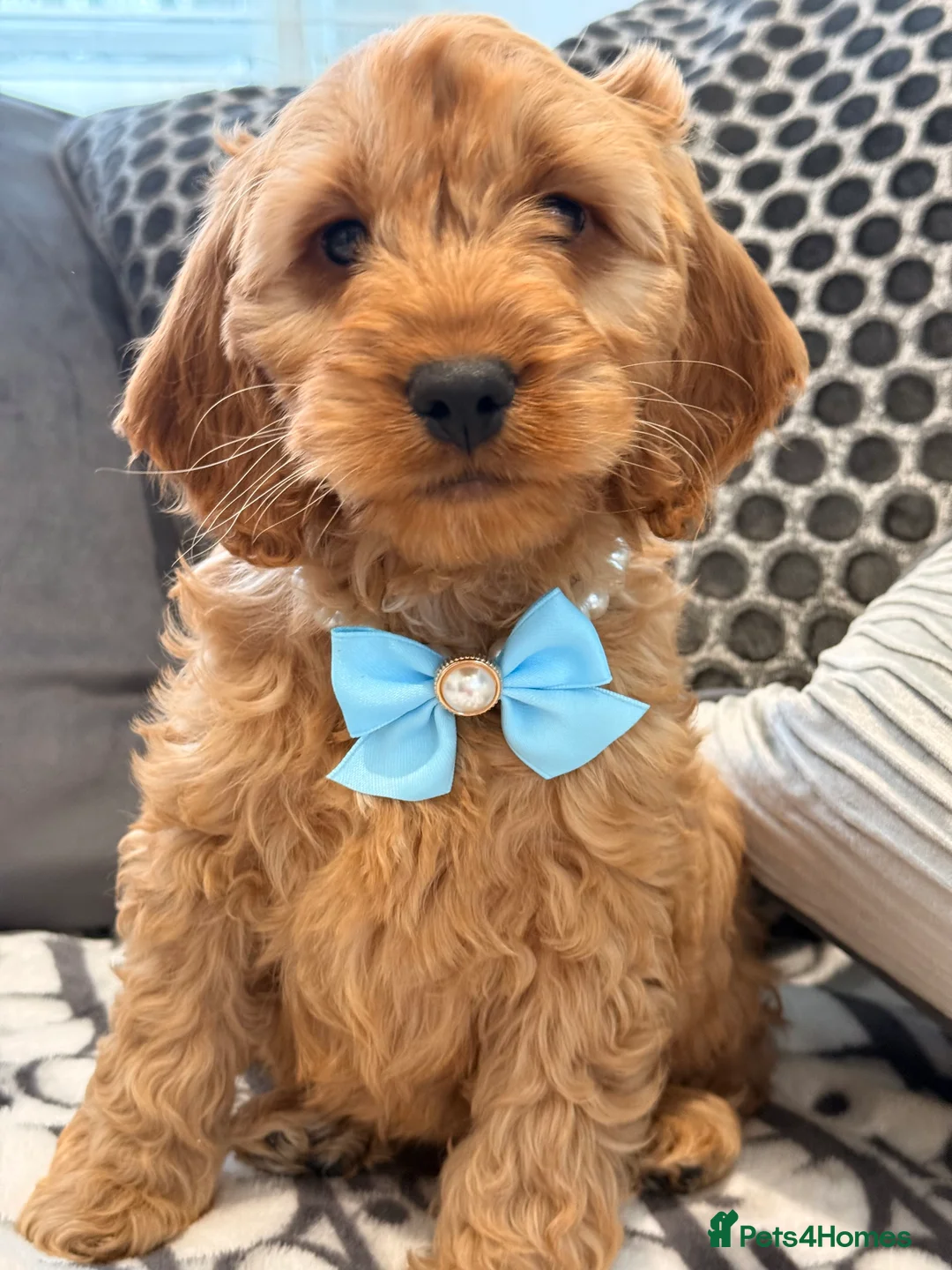 Cockapoo dogs for sale: F1 cockapoo puppies in Hamilton - Advert 1