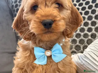 Cockapoo dogs F1 cockapoo puppies in Hamilton - Advert 8