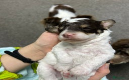 Toy Poodle dogs for sale: Toy poodle boy chocolate and white  - Advert 17