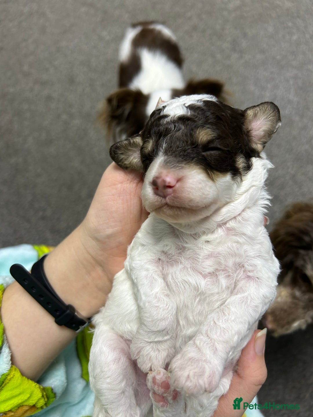 Toy Poodle dogs for sale: Toy poodle boy chocolate and white  - Advert 17