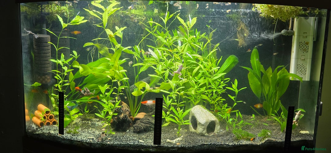 Live Bearers fish for sale: Tropical fish for sale 6 for £10 in Prescot - Image 23