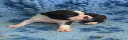 Boston Terrier dogs for sale: 5 BEAUTIFUL BOSTON TERRIER PUPPIES  - Advert 28