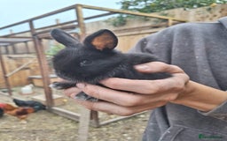 Mixed Breed rabbits for sale: Baby bunnies - Image 4