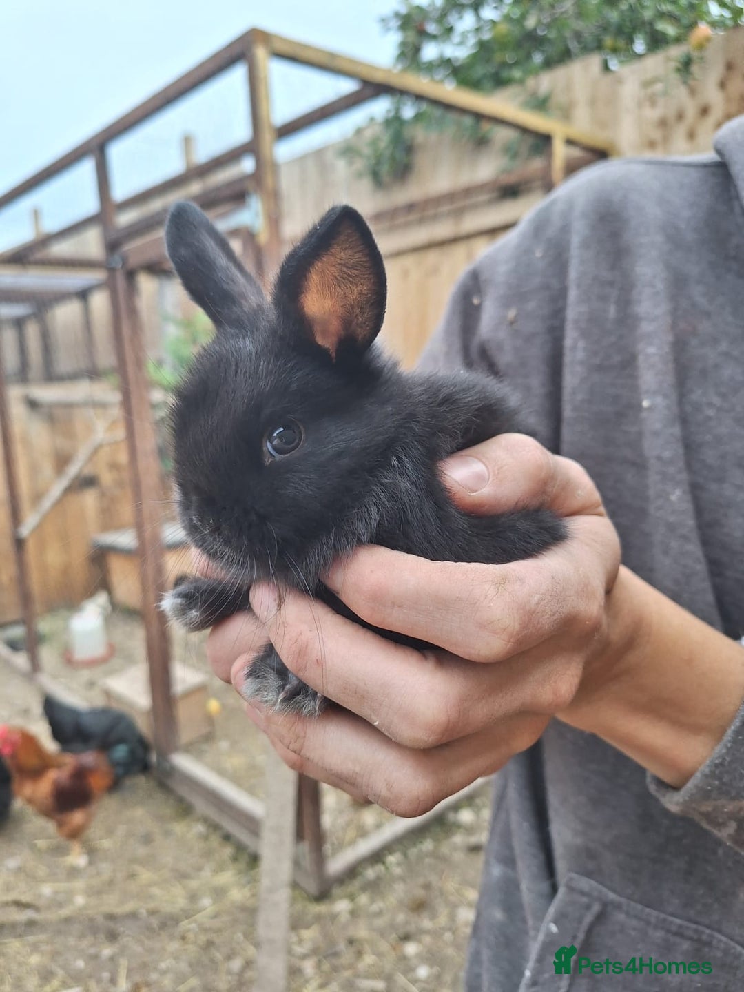 Mixed Breed rabbits for sale: Baby bunnies - Image 4