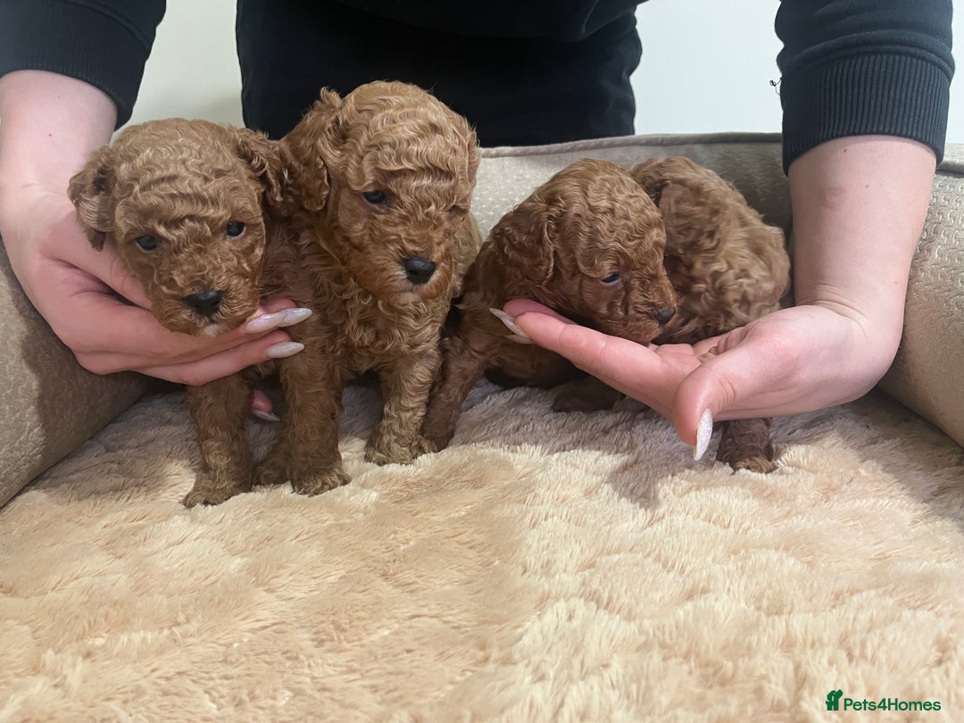 Toy Poodle dogs for sale: Pure toy poodle pups - Advert 14