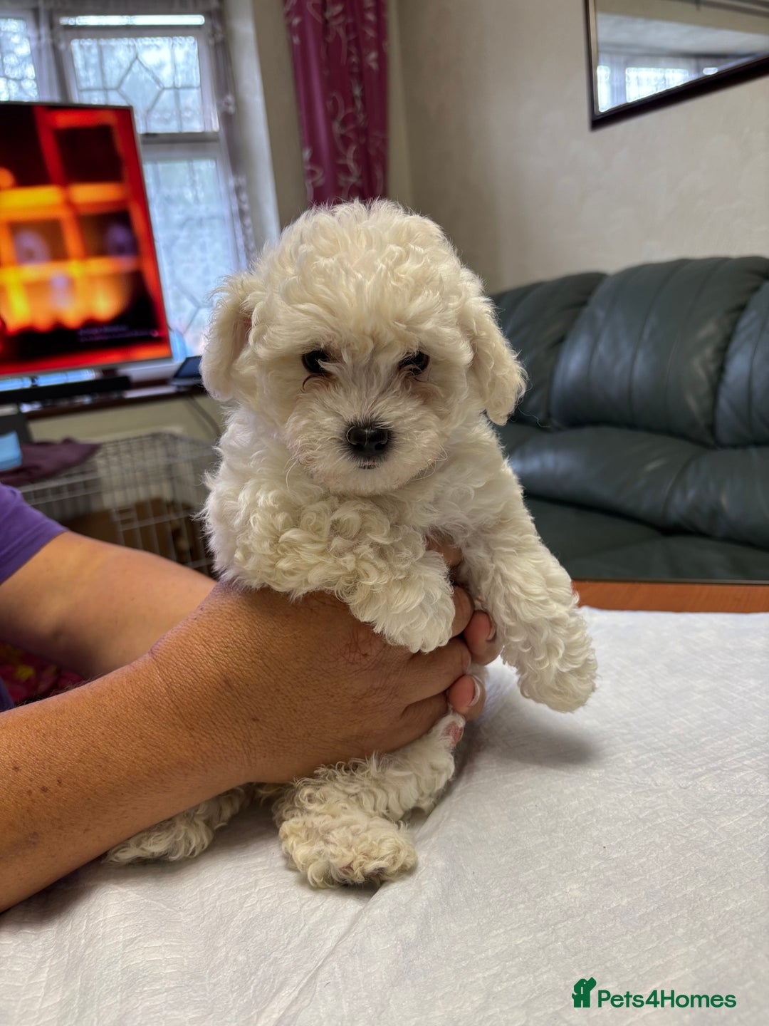 Maltese dogs for sale: Ready to go ! Gorgeous Maltese girls for salee - Image 16
