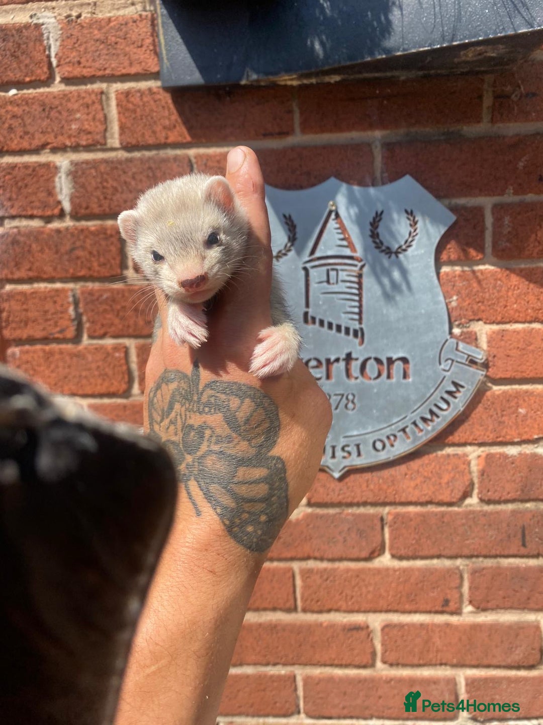 Ferret rodents for sale: 2 litters available sliver mitts and polecats  - Image 5