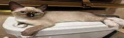 Snowshoe cats for sale: Beautiful Snowshoe Kittens – Ready to Leave Now - Advert 3