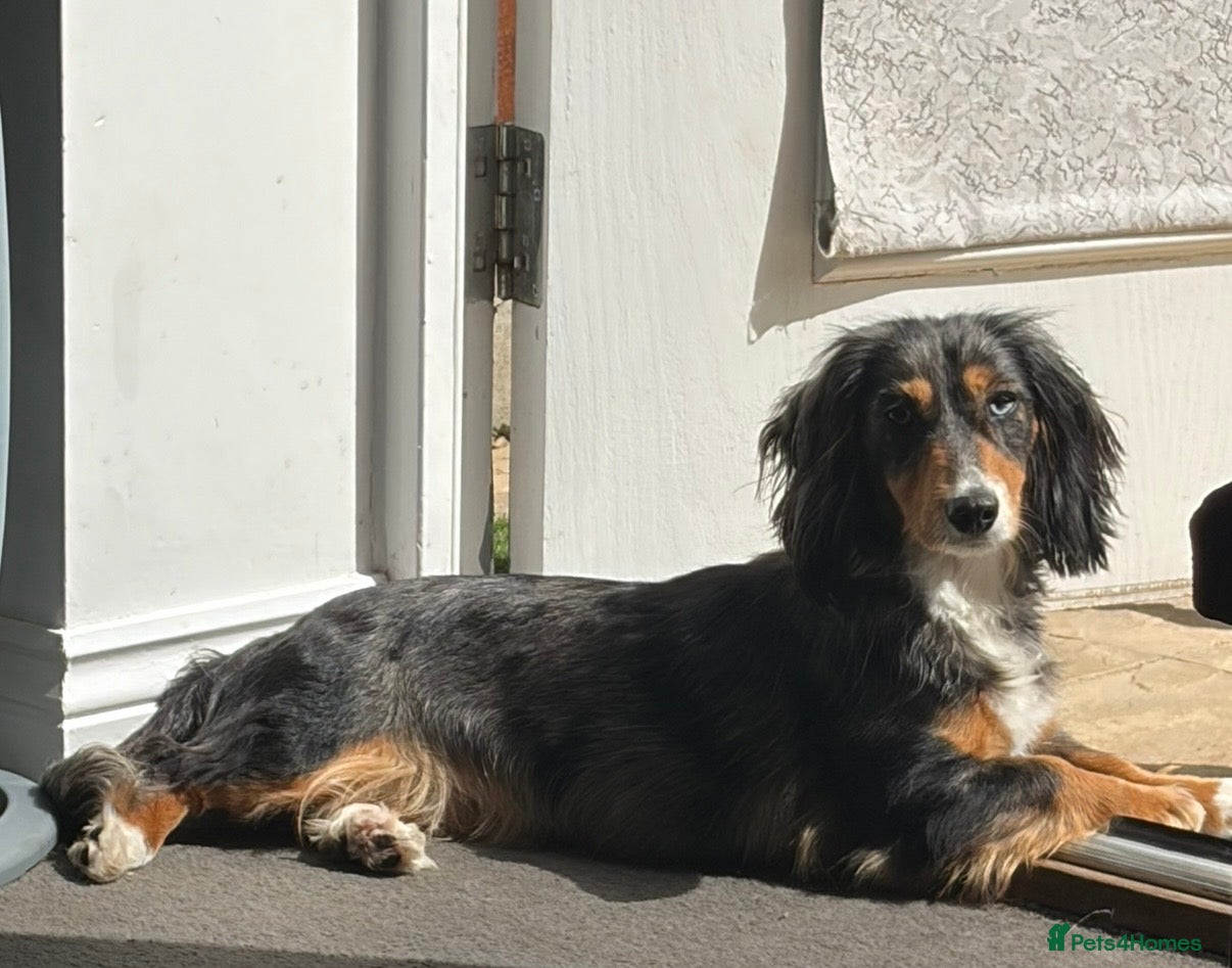 Dachshund dogs Standard dachshund - Advert 7