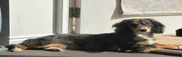 Dachshund dogs for stud: Standard dachshund in Wymondham - Advert 1
