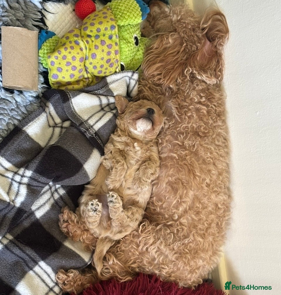 Maltipoo dogs F1 Maltipoo, little superstar 💙 - Advert 1